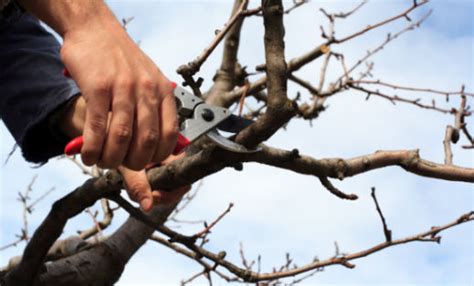 giardiniere asti|ABIES GIARDINIERE